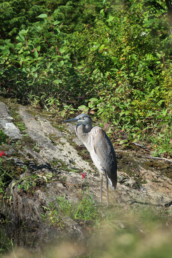 Canon PowerShot G3 X Field Test -- Gallery Image