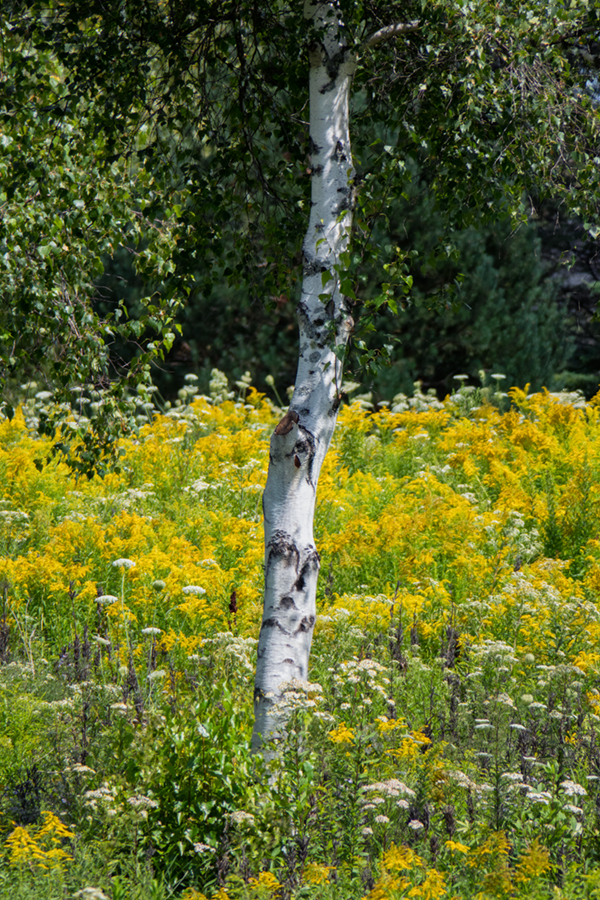 Canon PowerShot G3 X Field Test -- Gallery Image