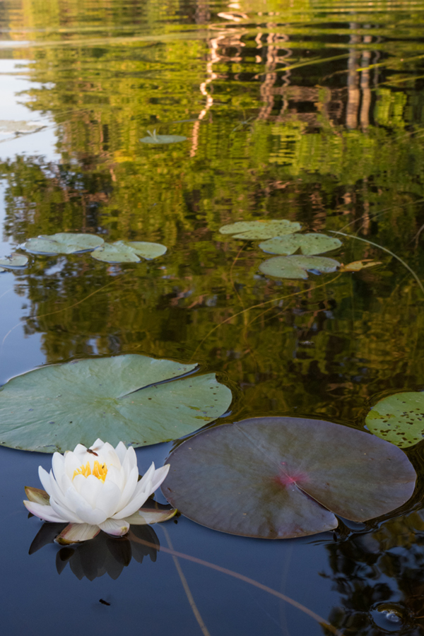 Canon PowerShot G3 X Field Test -- Gallery Image