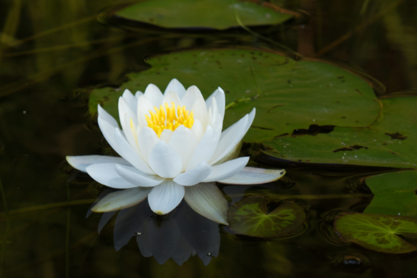 Canon PowerShot G3 X Field Test -- Gallery Image