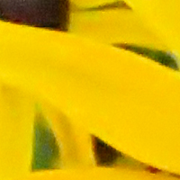 Canon PowerShot G3 X Field Test -- Noise Reduction Image