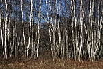 Click to see YIMG_0147.JPG