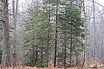 Click to see YIMG_0193-100mm-f2.8.JPG