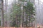 Click to see YIMG_0194-100mm-f4.0.JPG