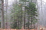 Click to see YIMG_0195-100mm-f5.6.JPG