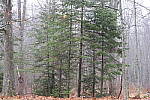 Click to see YIMG_0197-100mm-f11.0.JPG