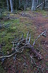 Click to see YIMG_0286.JPG