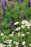 Click to see YIMG_0557.JPG
