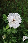 Click to see YIMG_0593.JPG