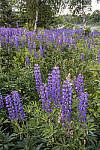 Click to see YIMG_0627-MOD.JPG