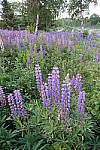 Click to see YIMG_0627.JPG