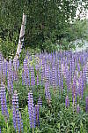 Click to see YIMG_0629.JPG