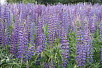 Click to see YIMG_0630.JPG