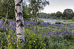 Click to see YIMG_0632-MOD.JPG