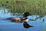 Click to see YIMG_0655.JPG