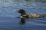 Click to see YIMG_0669-MOD.JPG