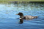 Click to see YIMG_0669.JPG