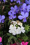 Click to see YIMG_0708.JPG