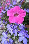 Click to see YIMG_0717.JPG