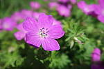 Click to see YIMG_0734.JPG