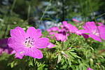 Click to see YIMG_0736.JPG