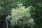 Click to see YIMG_0772-ISO-125.JPG