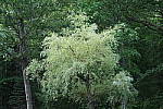 Click to see YIMG_0774-ISO-400.JPG