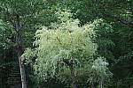 Click to see YIMG_0775-ISO-800.JPG