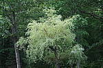 Click to see YIMG_0776-ISO-1600.JPG