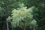 Click to see YIMG_0777-ISO-3200.JPG