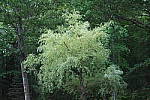 Click to see YIMG_0779-ISO-12800.JPG