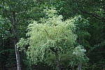 Click to see YIMG_0780-NR-Low.JPG