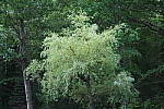 Click to see YIMG_0782-NR-High.JPG