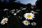 Click to see YIMG_0793-Flash.JPG