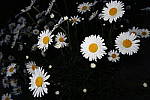 Click to see YIMG_0795.JPG