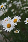 Click to see YIMG_0796.JPG