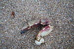 Click to see YIMG_0845-Macro.JPG