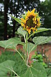 Click to see YL-0537.JPG
