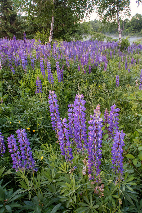 Canon G7X II Review: Field Test -- Gallery Image