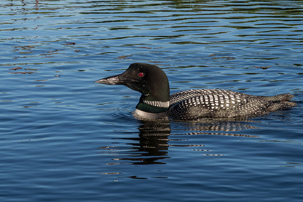 Canon G7X II Review: Field Test -- Gallery Image
