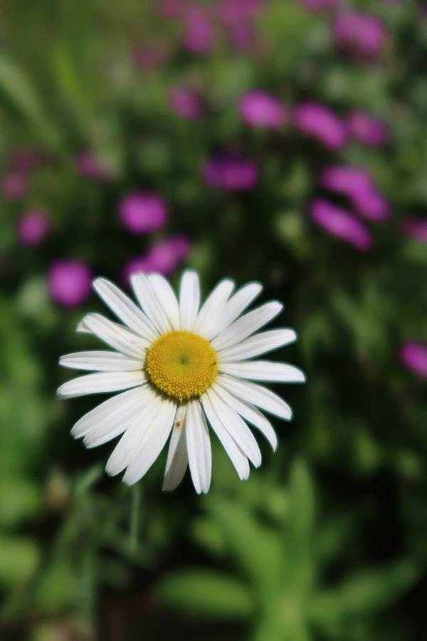 Canon G7X II Review: Field Test -- Gallery Image