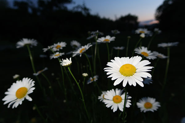 Canon G7X II Review: Field Test -- Gallery Image
