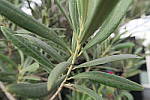 Click to see YIMG_0469-macro.JPG