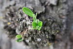 Click to see YIMG_0470-macrof1.8.JPG