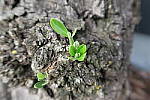 Click to see YIMG_0472-macrof2.5.JPG