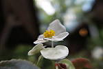 Click to see YYIMG_0006-f18.JPG