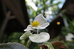 Click to see YYIMG_0007-f35.JPG