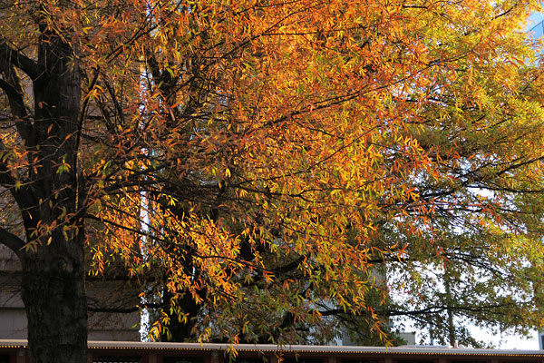Canon G7X review -- Sample photo