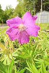 Click to see YIMG_0616-FLASH.JPG