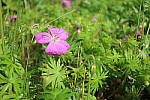 Click to see YIMG_0623.JPG